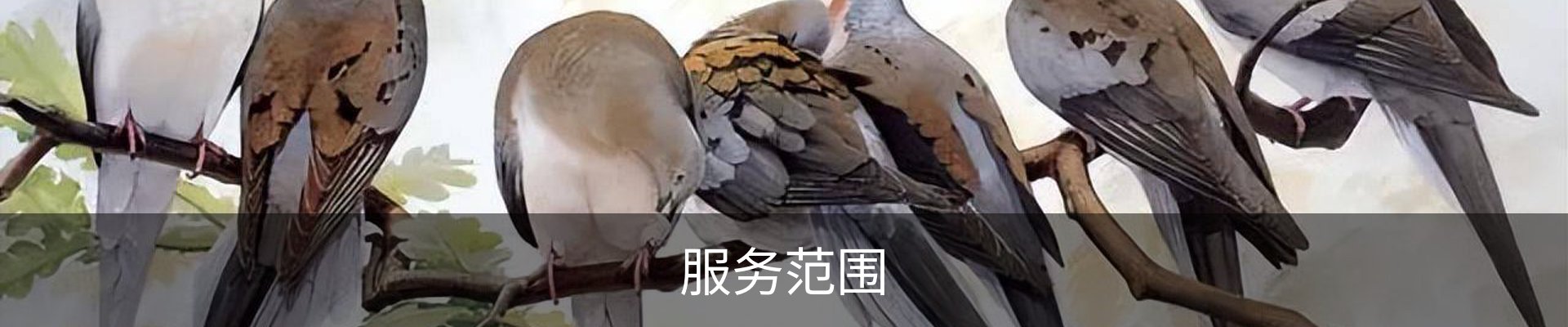 服务范围